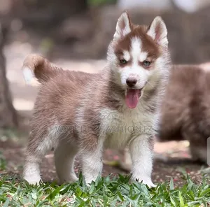 1-3 months Female Purebred Siberian Husky