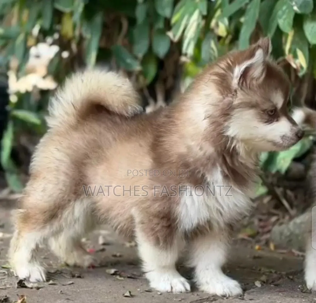1-3 months Female Purebred Siberian Husky