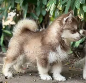 1-3 months Female Purebred Siberian Husky