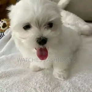 1-3 months Male Purebred Maltese