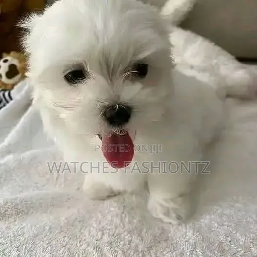 1-3 months Male Purebred Maltese