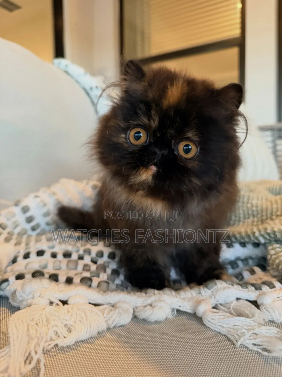 1-3 months Male Purebred Persian
