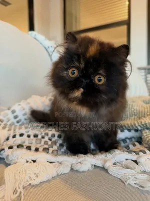 1-3 months Male Purebred Persian