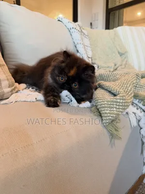 1-3 months Male Purebred Persian