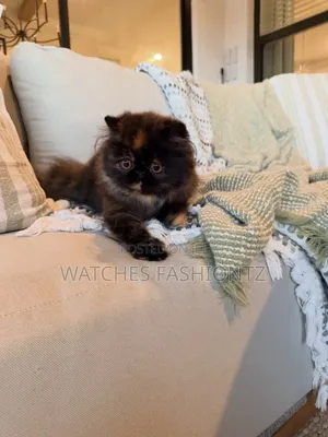 1-3 months Male Purebred Persian