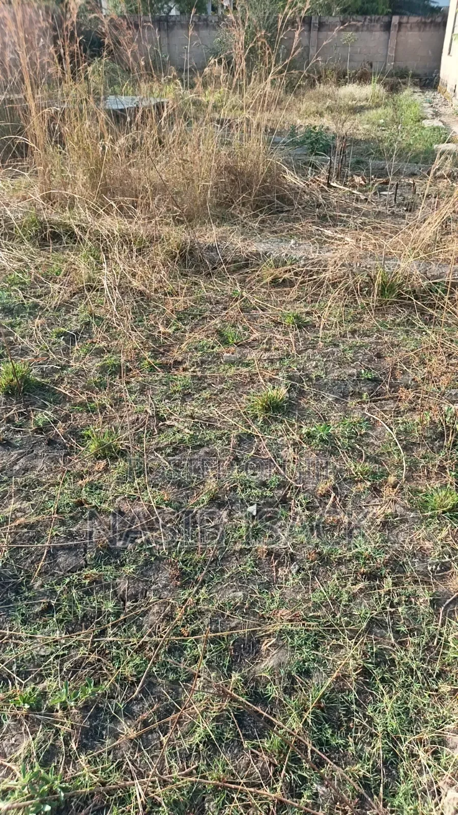 Kiwanja Kinauzwa Mkolan Texas