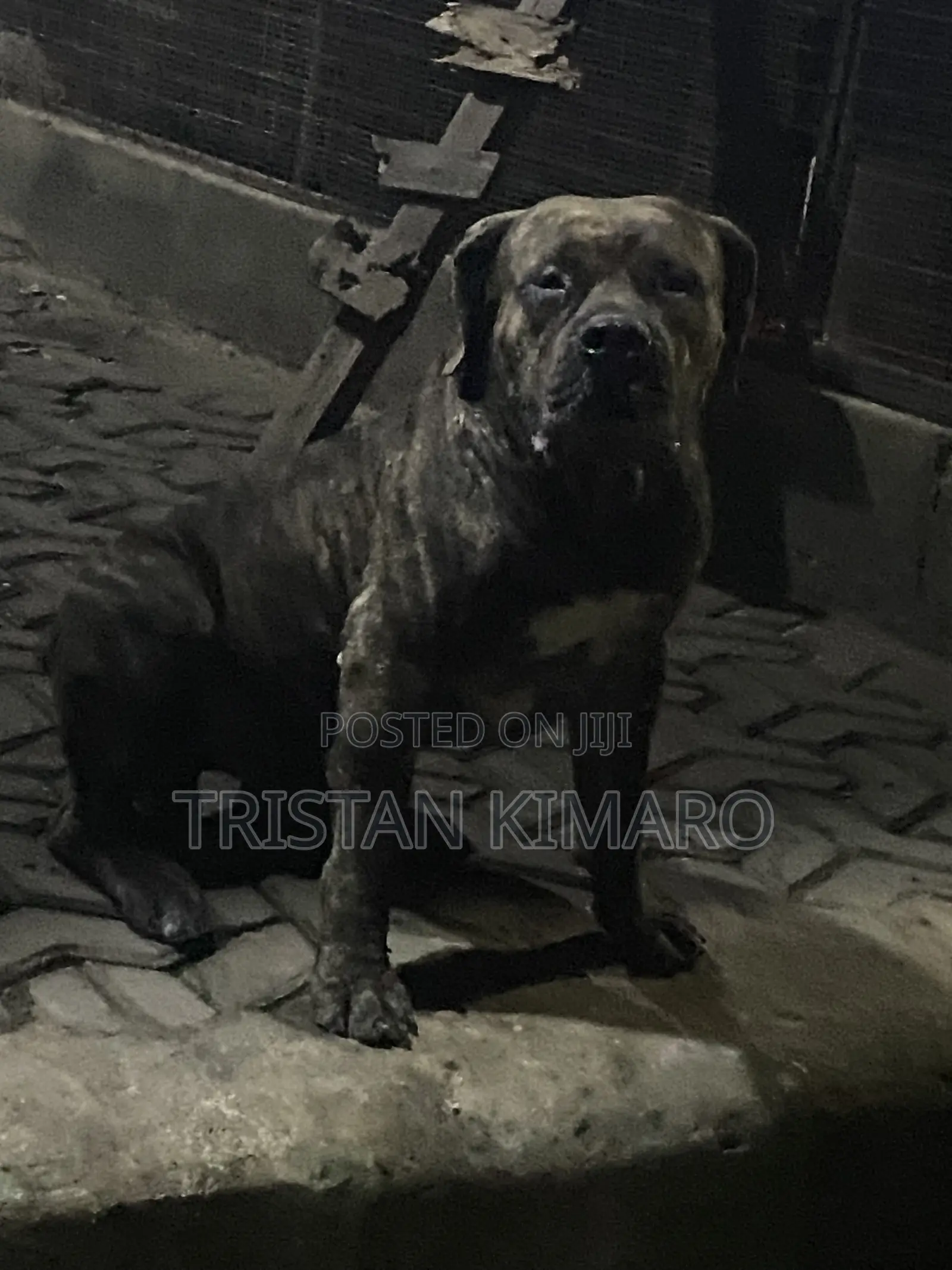 1+ year Male Purebred Boerboel