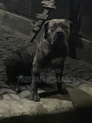 1+ year Male Purebred Boerboel