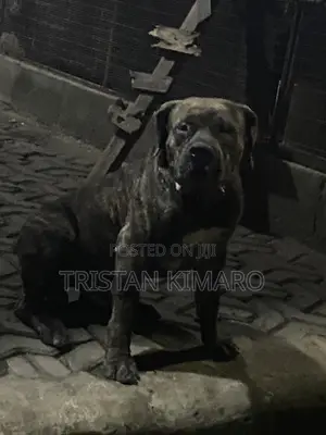 1+ year Male Purebred Boerboel