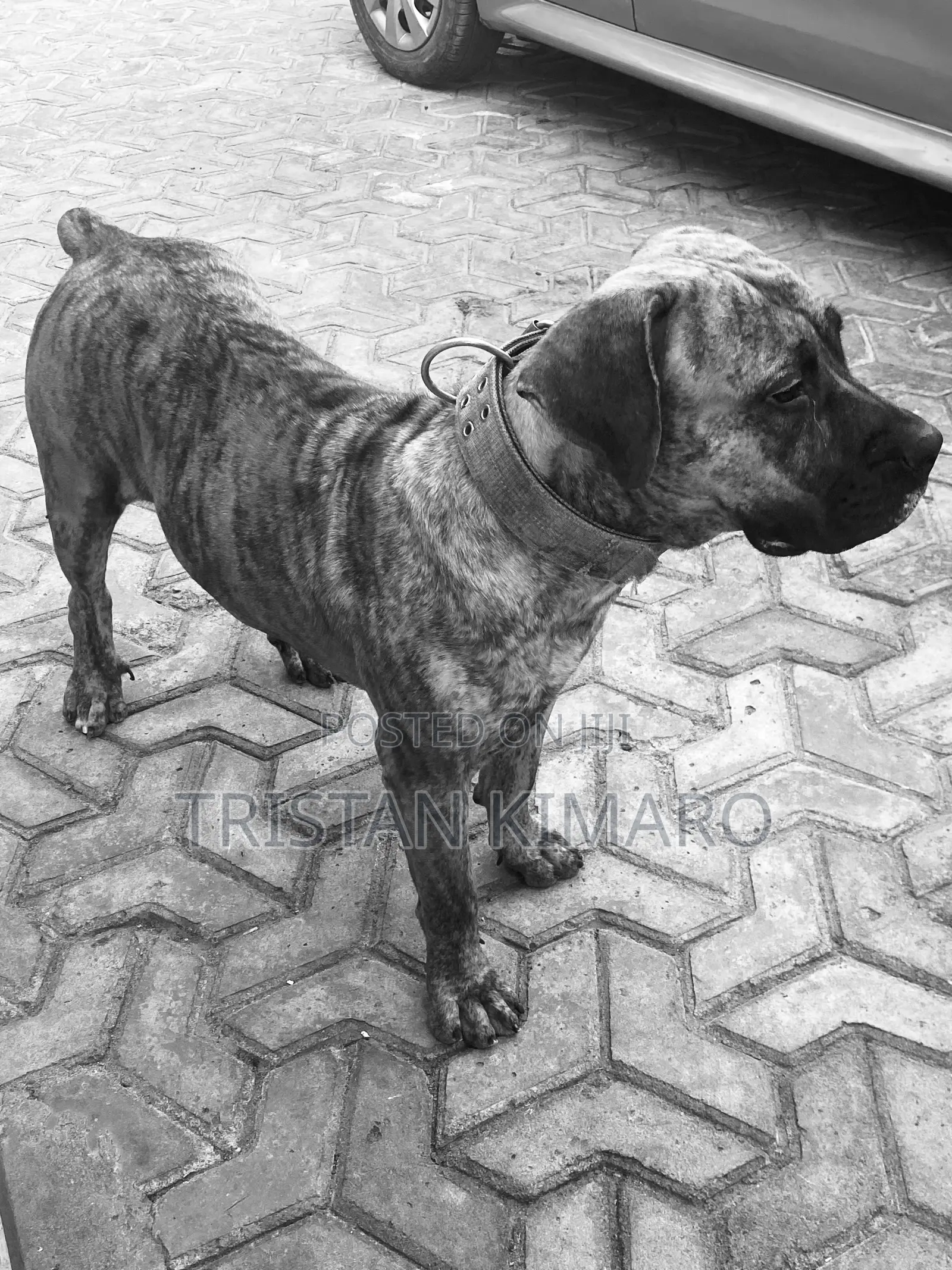1+ year Male Purebred Boerboel
