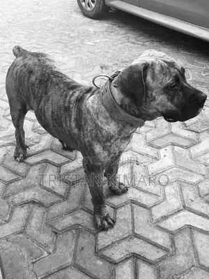 1+ year Male Purebred Boerboel