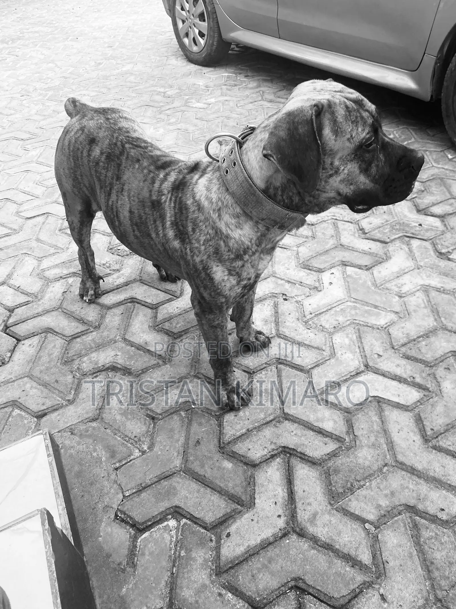 1+ year Male Purebred Boerboel