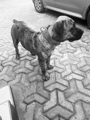 1+ year Male Purebred Boerboel