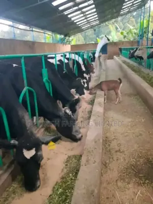Super Pedigree Cow's
