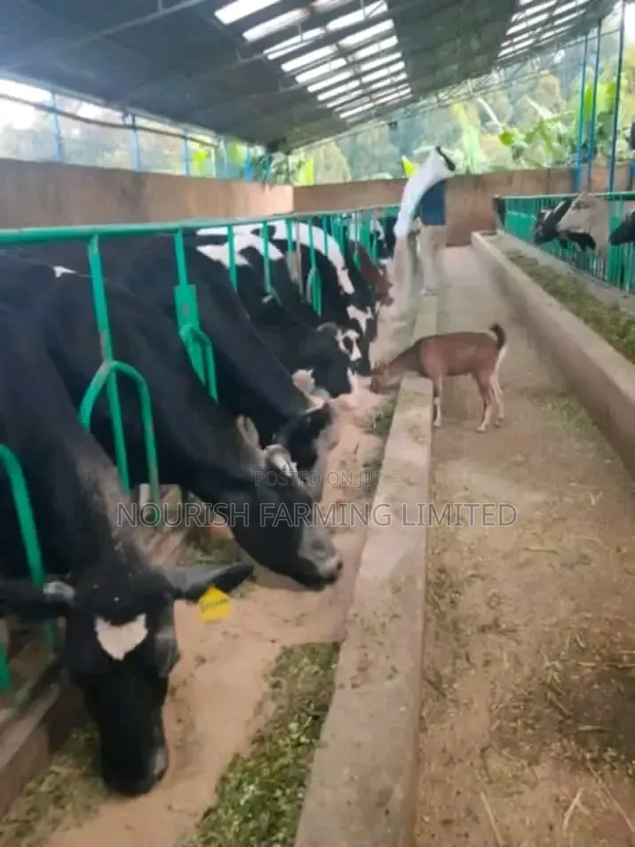 Super Pedigree Cow's