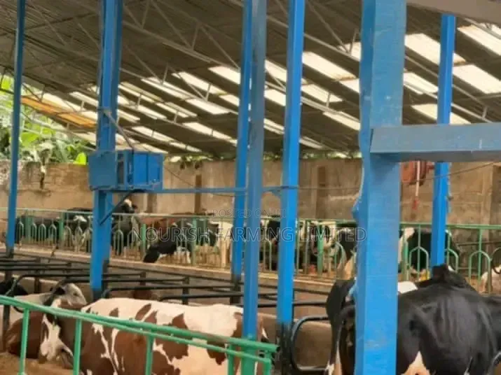 Super Pedigree Cow's