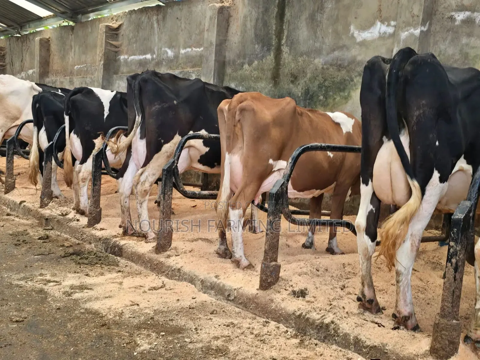 Super Pedigree Cow's