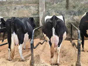 Super Pedigree Cow's