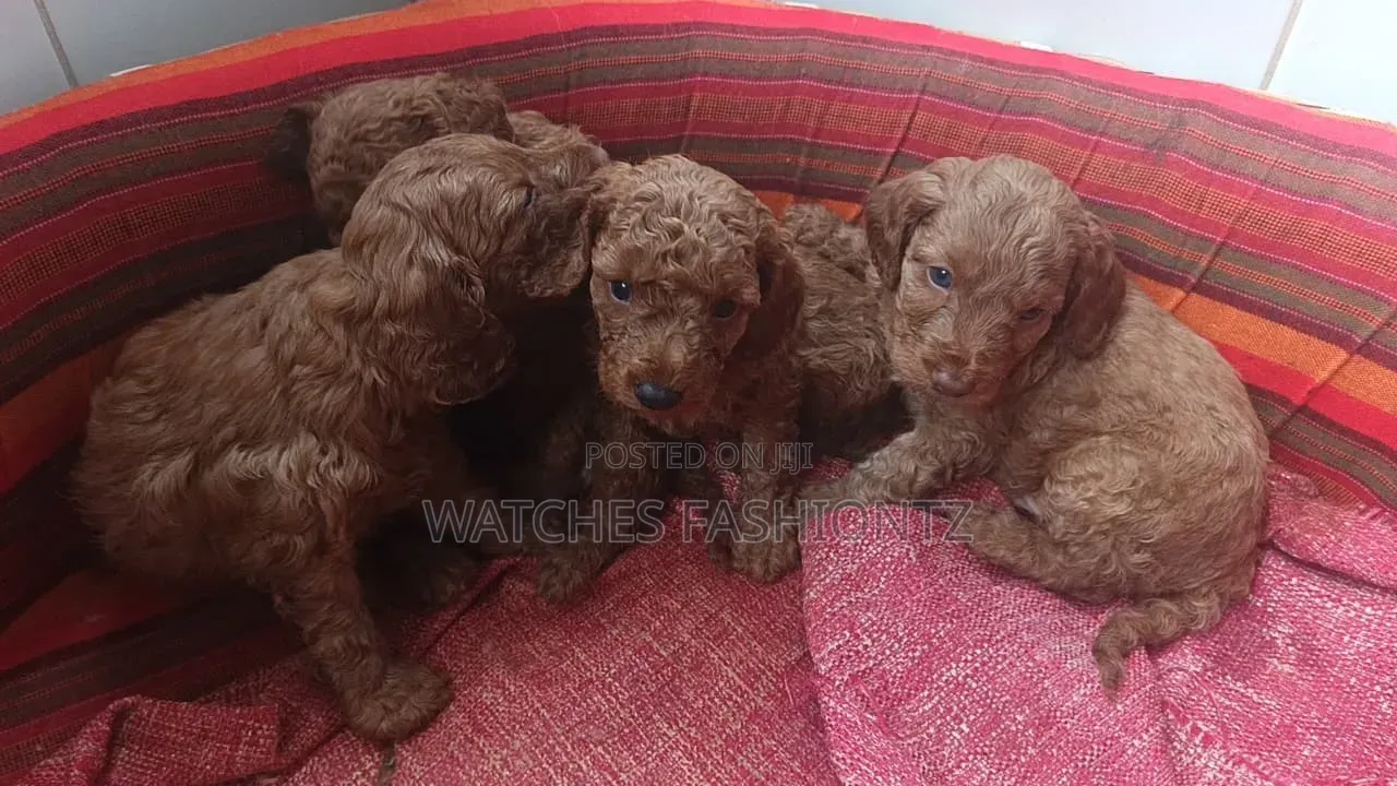 1-3 months Female Purebred Poodle