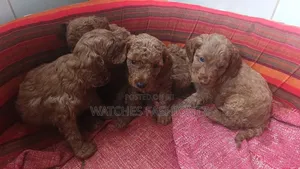 1-3 months Female Purebred Poodle