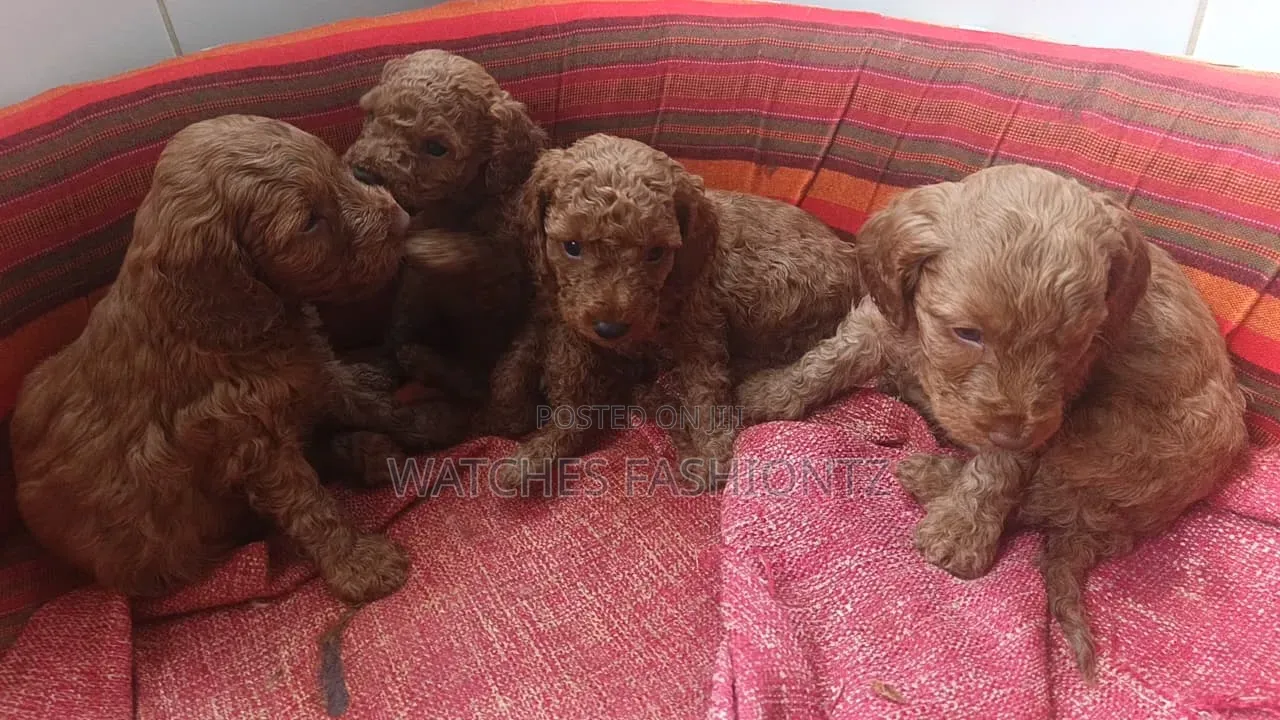 1-3 months Female Purebred Poodle