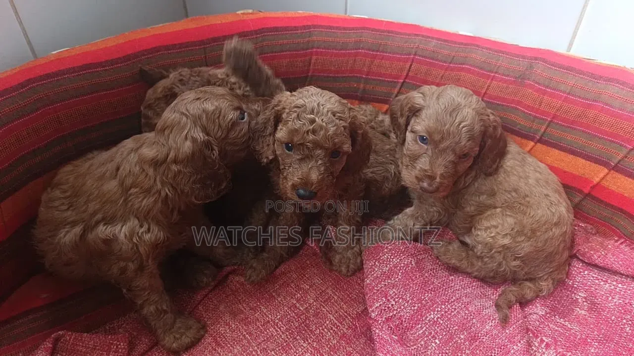1-3 months Female Purebred Poodle