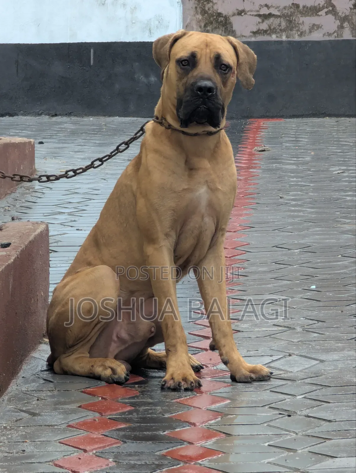 6-12 months Male Purebred Boerboel