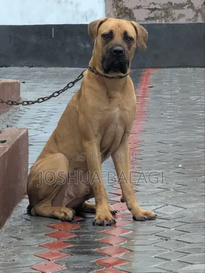 6-12 months Male Purebred Boerboel