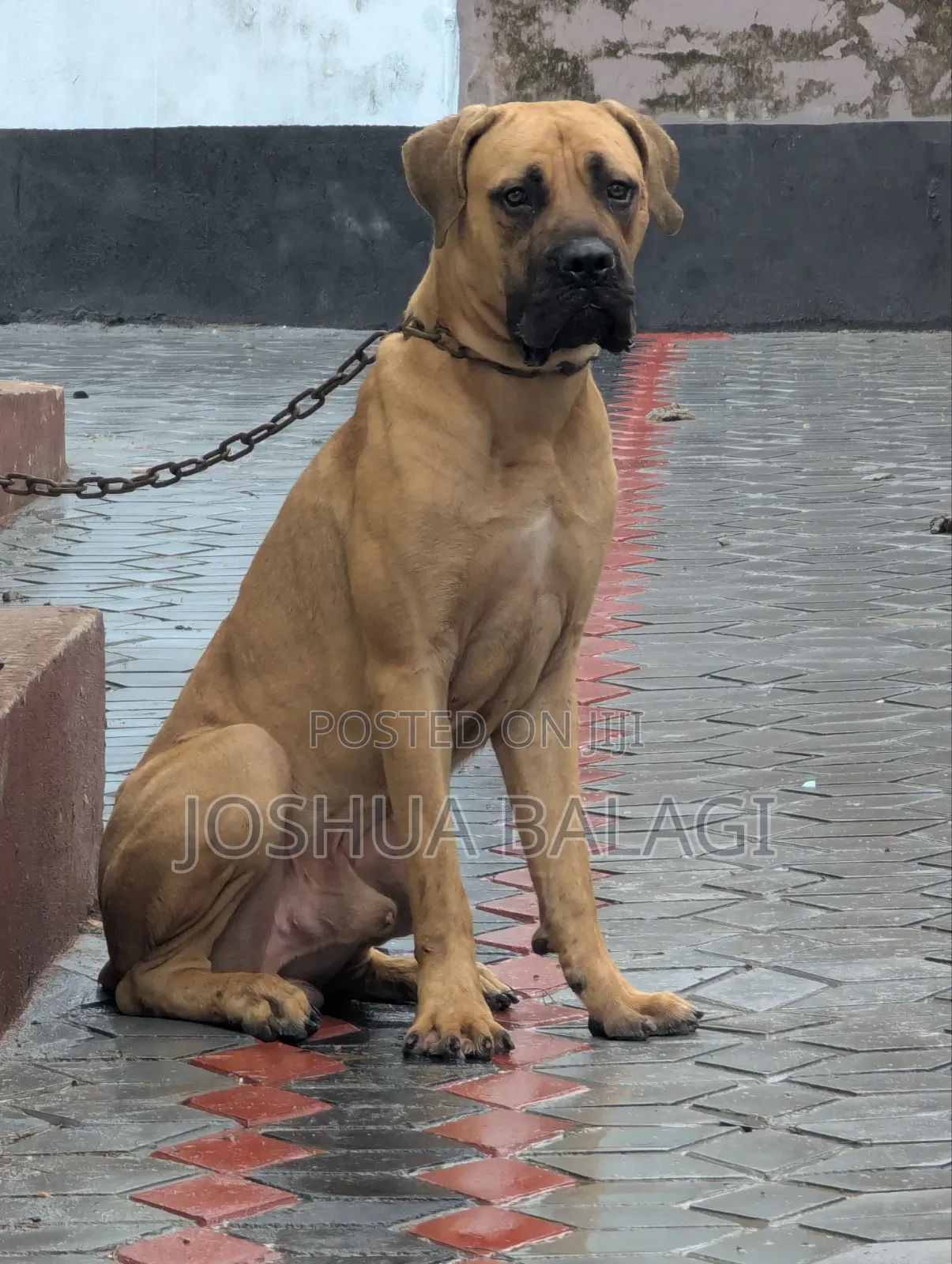 6-12 months Male Purebred Boerboel