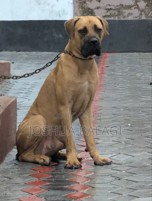 6-12 months Male Purebred Boerboel