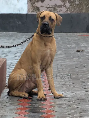 6-12 months Male Purebred Boerboel