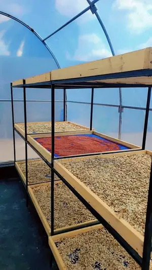 100kg Solar Greenhouse Dryer With Built-in Fans