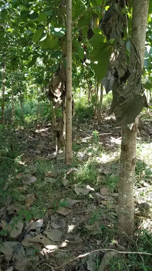 Shamba Linauzwa La Mitiki IPO 3300 Miaka 5 Toka kupandwa.Tsh 300m