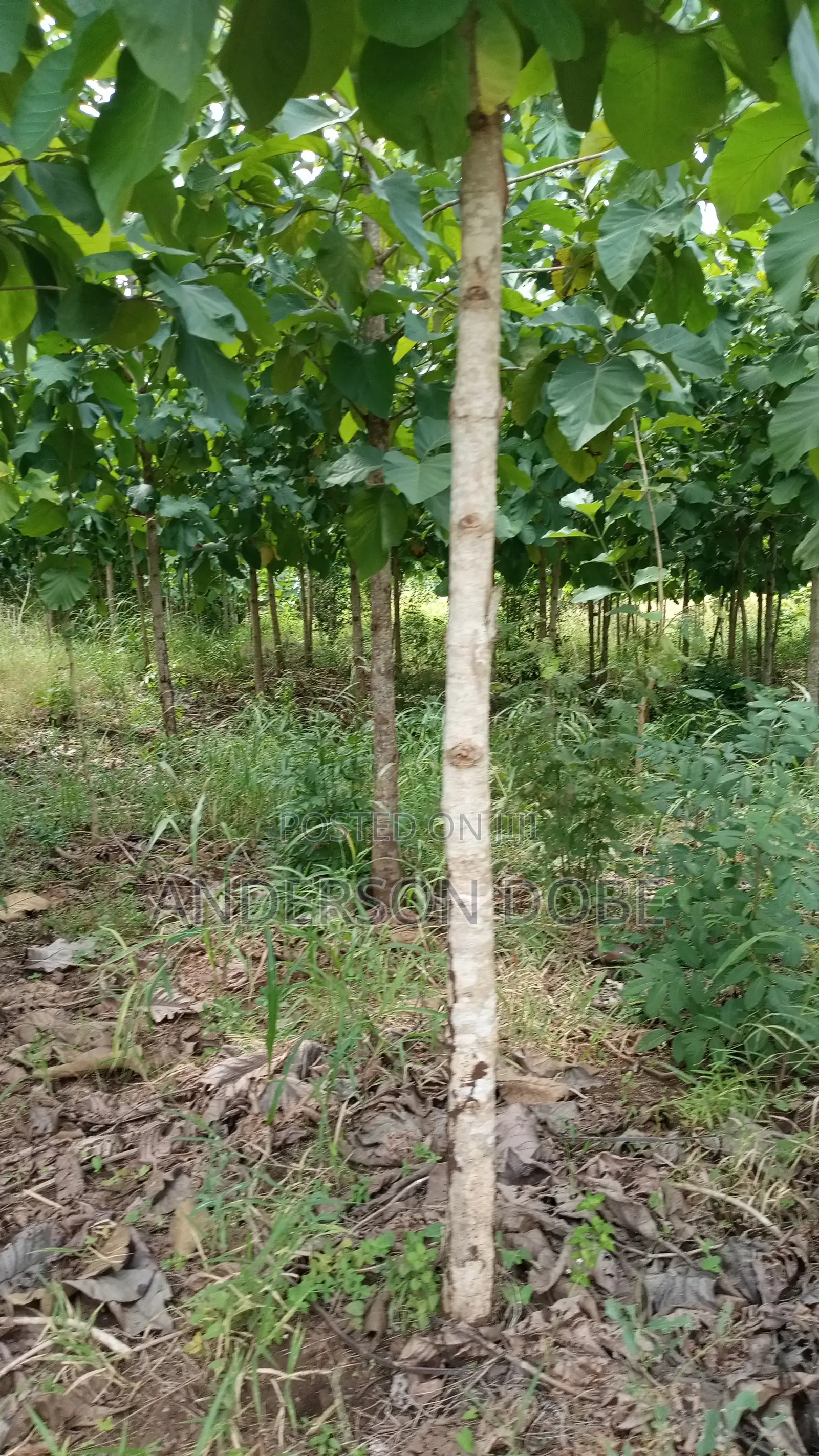 Shamba Linauzwa La Mitiki IPO 3300 Miaka 5 Toka kupandwa.Tsh 300m