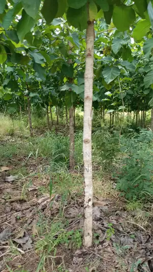 Shamba Linauzwa La Mitiki IPO 3300 Miaka 5 Toka kupandwa.Tsh 300m