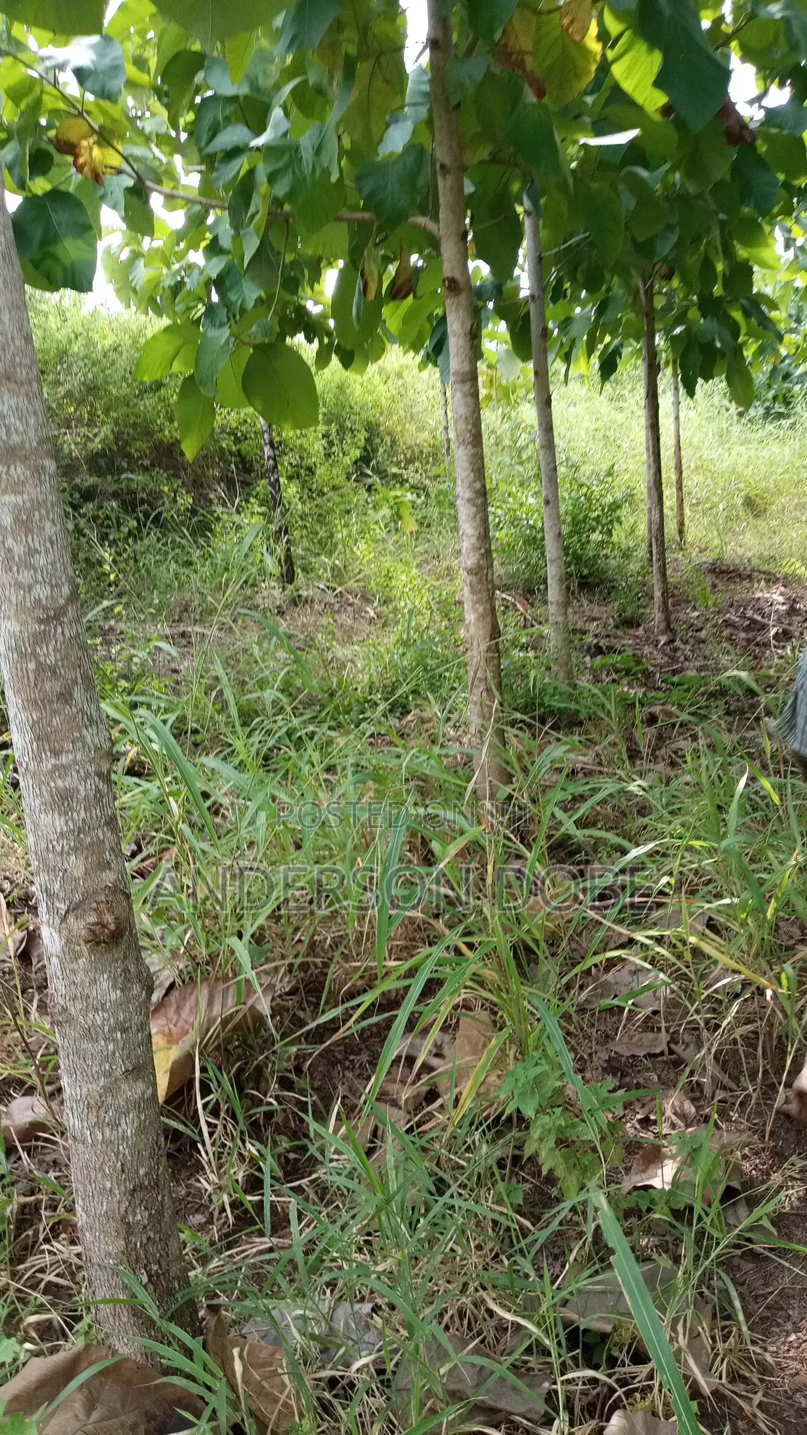 Shamba Linauzwa La Mitiki IPO 3300 Miaka 5 Toka kupandwa.Tsh 300m