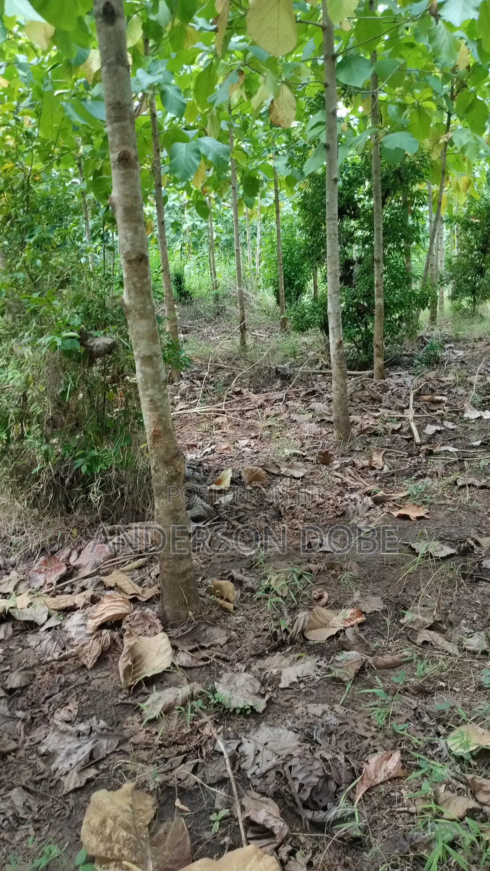 Shamba Linauzwa La Mitiki IPO 3300 Miaka 5 Toka kupandwa.Tsh 300m