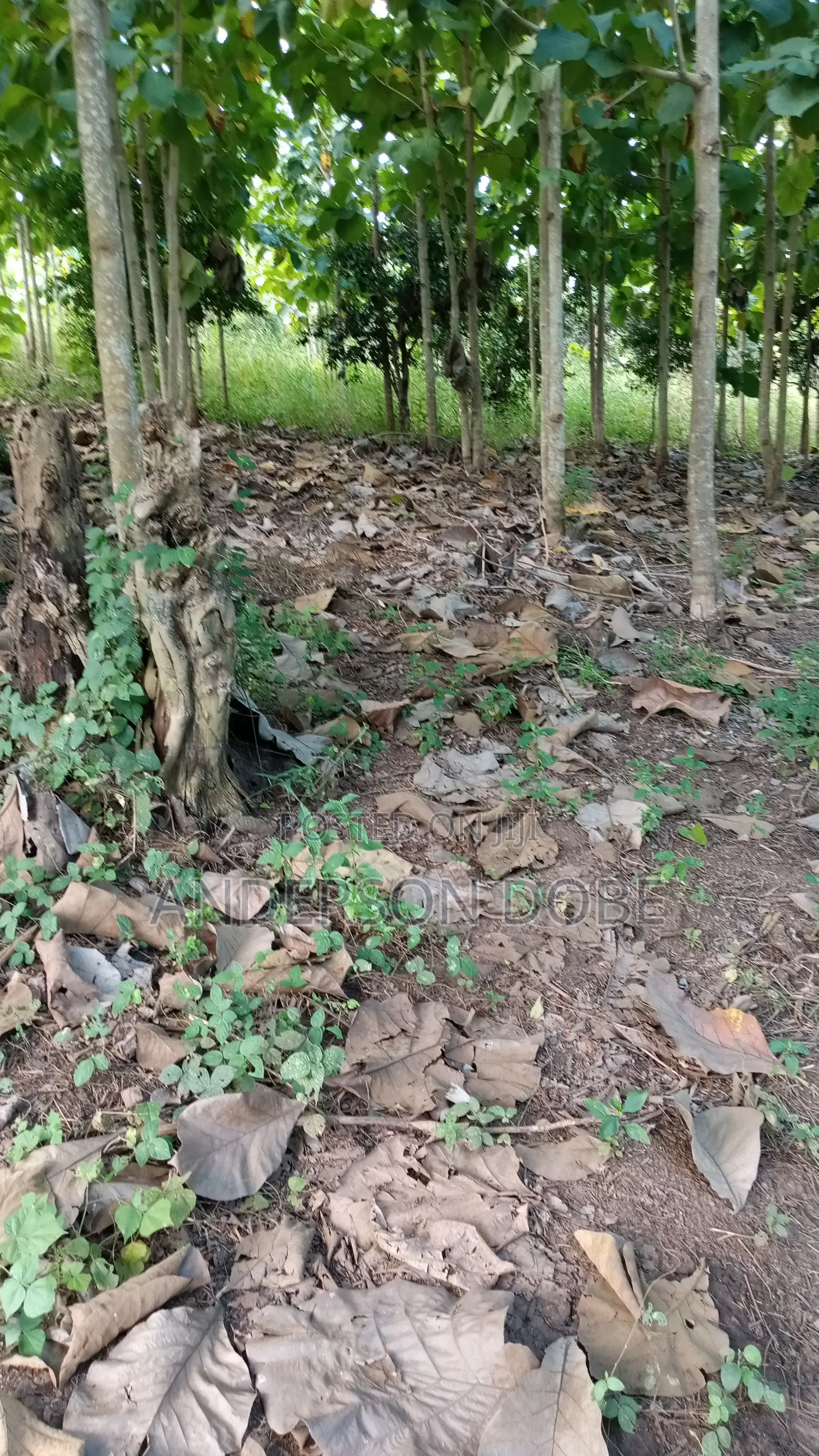Shamba Linauzwa La Mitiki IPO 3300 Miaka 5 Toka kupandwa.Tsh 300m