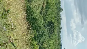 Shamba Linauzwa La Mitiki IPO 3300 Miaka 5 Toka kupandwa.Tsh 300m