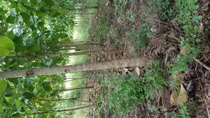 Shamba Linauzwa La Mitiki IPO 3300 Miaka 5 Toka kupandwa.Tsh 300m