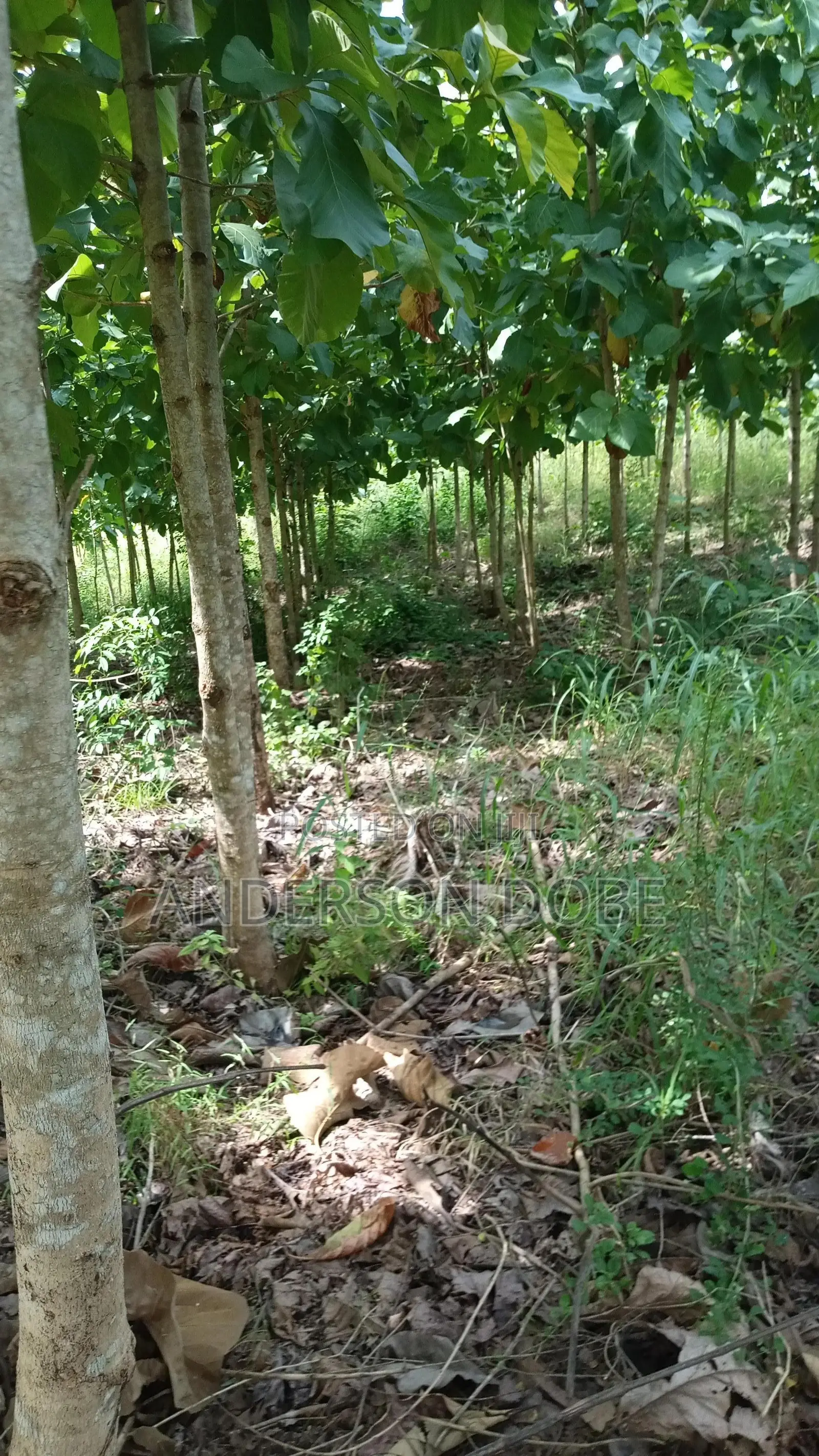 Shamba Linauzwa La Mitiki IPO 3300 Miaka 5 Toka kupandwa.Tsh 300m