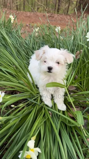 0-1 month Male Purebred Maltese