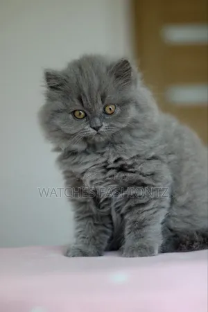 1-3 months Male Purebred British Shorthair