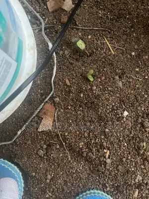 Miche Ya Alizeti/ Sunflower Seedlings