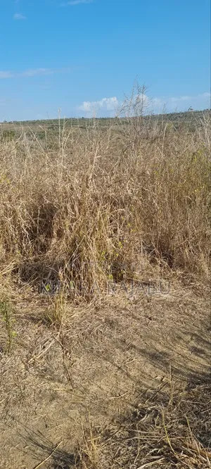 Shamba Rinauzwa