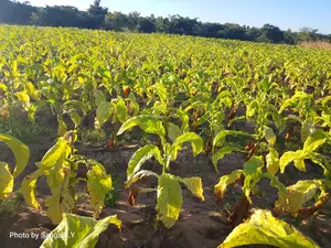 Shamba Ekari 17 Linahati Linauzwa Ufunda Wilaya Ya Iringa