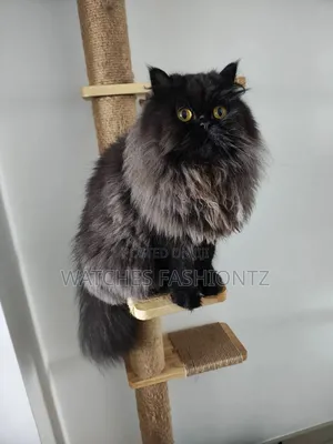 0-1 month Male Purebred Persian