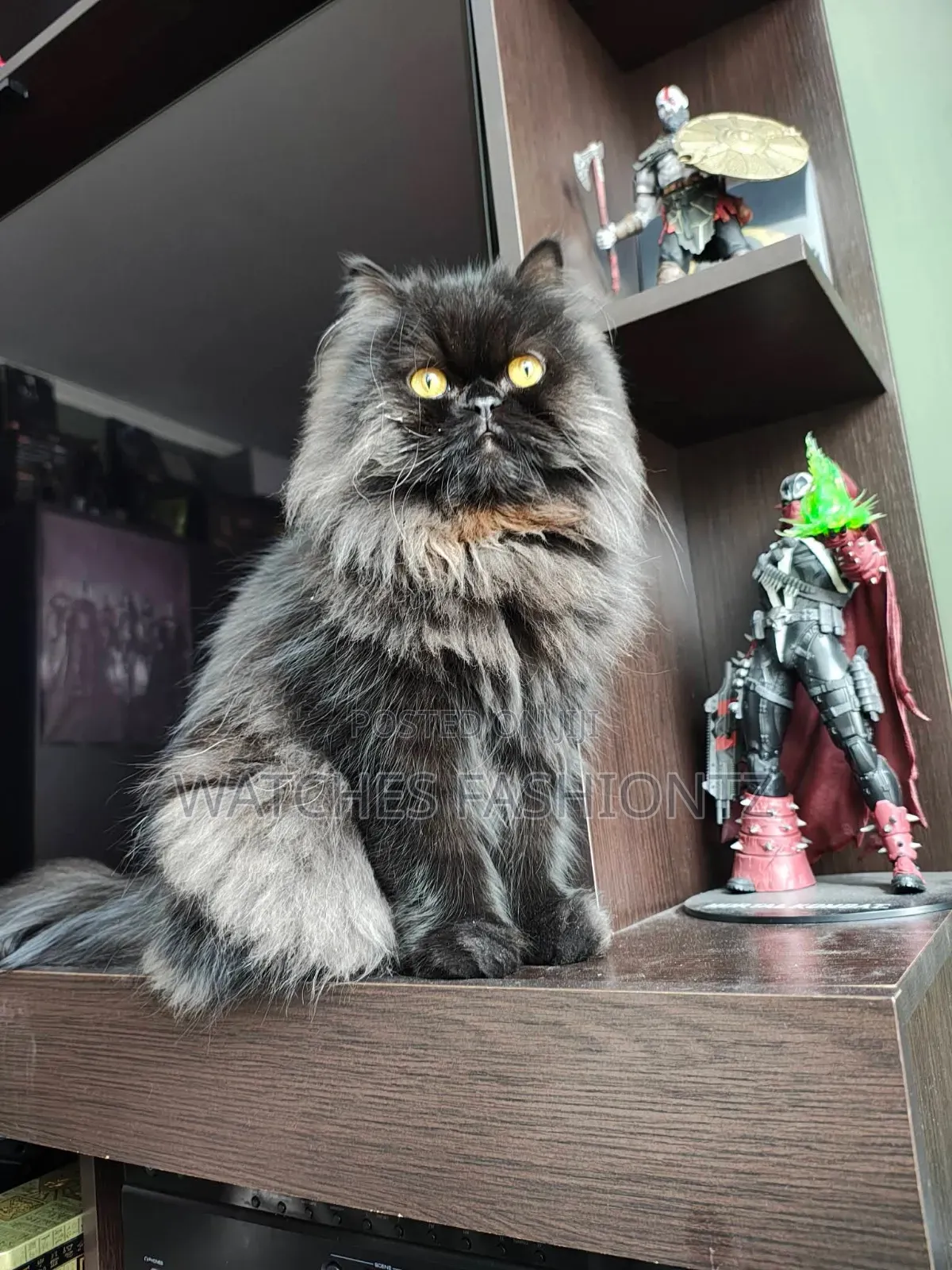 0-1 month Male Purebred Persian