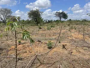 Shamba Linauzwa Kiwangwa Bago Hekari 7