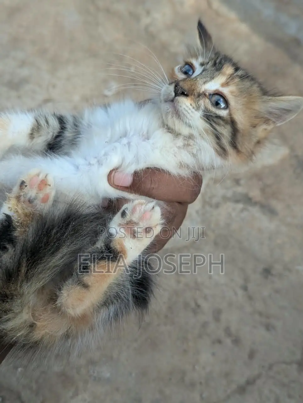 0-1 month Male Purebred Cat